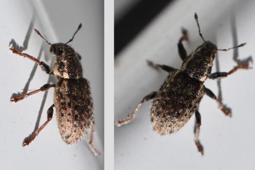 Réf. 278 034 : Sitona hispidulus